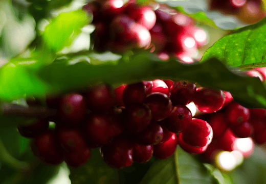 Red Coffee Cherries