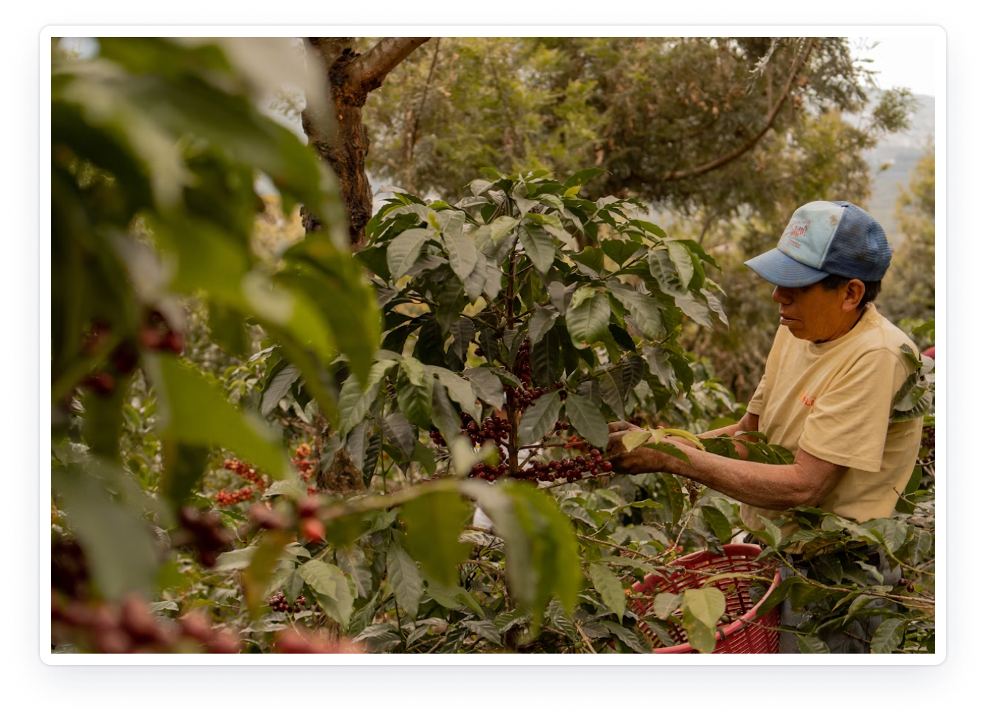 Coffee Farming